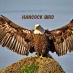 The Hancock Bird Meaning: Unraveling Symbolism and Significance